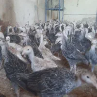 نیمچه بوقلمون برنز و بربون