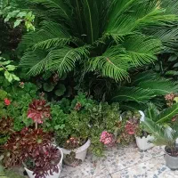گیاه تزیینی سیکاس