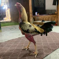خروس لاری اصیل صابونی