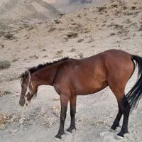 اسب مادیون