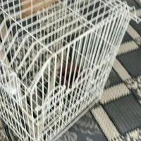 قفس پرنده