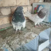 کبوتر