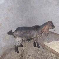 بز با کهره نر