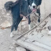 واگذاری دو عدد سگ لاس نگهبان