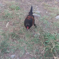 جوجه محلی ،جوجه اردک اسراعیلی