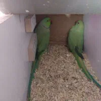 ملنگو مولد با جوجه