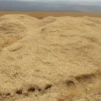کاه کیلویی13تومان