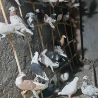 کفتر بیرون