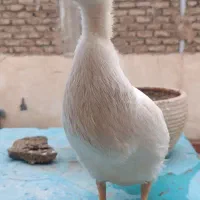 حیوان خانگی