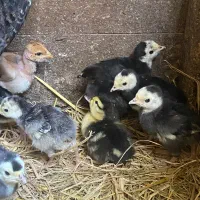 جوجه بوقلمون با مادر
