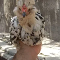 مرغ وخروس گلین
