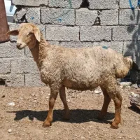 واسه نگهداری و قربانی