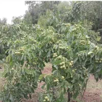 صنوبر گردو