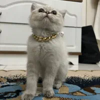 گربه اسکاتیش چشم آبی
