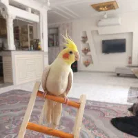 عروس هلندی