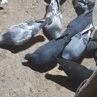 کبوتر پلاکی