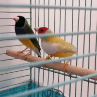 فنچ گلدین
