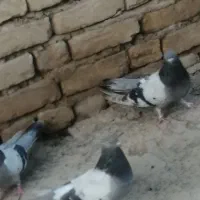 کبوتر|پرنده|شهرکرد, |دیوار