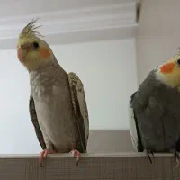 عروس هلندی نر و ماده