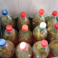 خیارشور تازه ترد تکی وعمده