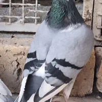کفتر جفتی پلاکی و بهبونی و شهری