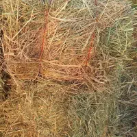 کلش برنج هاشمی