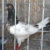 کبوتر قریب گیری