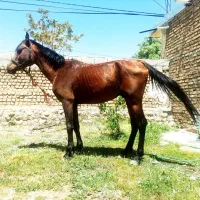 اسب نریون عرب