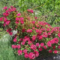 خانه باغ . ده بالا . سانیچ