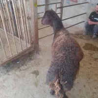 بره قوچ جوان حمو