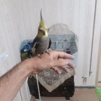عروس هلندی نر