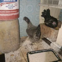 مرغ وخروس