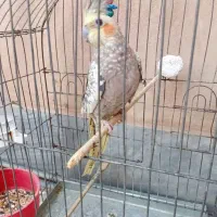 عروس هلندی ماده