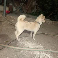 سگ شیواوا.ماده.یک ساله