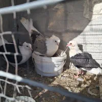 گمشده کفتر کبوتر تهرونی سفید نر و ماده