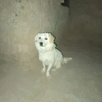 سگ پشمالو