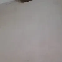 موکت درحدنو رنگ خاکی