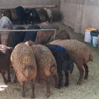 30 راس..بره نر افشاری سبک درجه (۱)