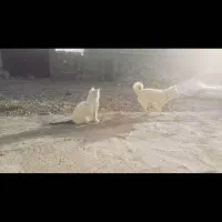 سگ پاکوتاه