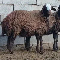 بره قوچ همو|حیوانات مزرعه|میان جلگه, |دیوار