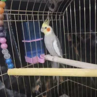 عروس هلندی نر