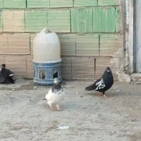 پرنده