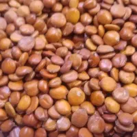 بذر سدر|گل و گیاه طبیعی|اهواز, اهواز|دیوار