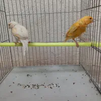 دوعدد قناری ماده باهم ۱۳۰۰ جوج سهره
