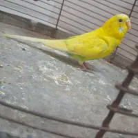 مرغ عشق هلندی