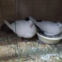 کفتر دمبی یا همون جوچکه دار