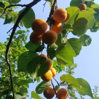 زردآلو شیرین ابری