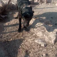 یک غلاده سگ نرسراب