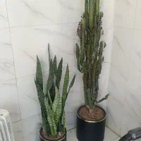 گل کاکتوس و سانسوریا