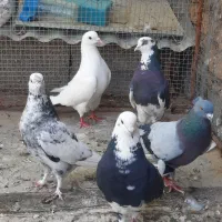 کبوتر پرشی